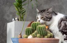 Чому коти кривлять морду, коли щось нюхають: експерти пояснили таку особливість тварин