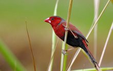 Учені з'ясували, наскільки сильно птахи покладаються на свій слух під час співу