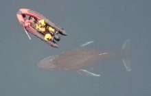 Українські полярники показали, як "трубою" вимірюють живого кита: навіщо це треба (відео)