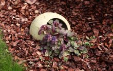 Як довго можуть жити рослини та чи здатні вони вмирати від старості: пояснення біологів