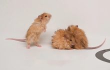 Учені створили "шерстистих мишей" у спробах повернути до життя вимерлого мамонта