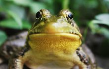 Ученые выяснили, как лягушки перехитрили одно из самых смертоносных вымираний на Земле