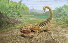 У Китаї знайшли рідкісну скам'янілість отруйного скорпіона віком 125 мільйонів років