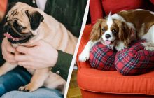 Едят все подряд, не болеют, не приносят проблем: какие собаки самые неприхотливые