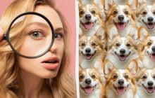 Кожен бачить усміхнених собак, а треба знайти лисицю за 7 секунд: надскладна головоломка