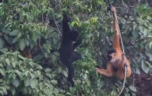 У В'єтнамі помітили унікальне дитинча другої за рідкістю мавпи у світі (відео)