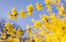 Как провести день весеннего равноденствия 2025: приметы, запреты и поздравления