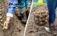 Двойной урожай обеспечен: вот что нужно бросить в лунку при посадке картошки