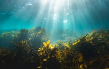 В Балтийском море нашли самый большой клон в мире: это гигантские водоросли