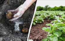 Хочете зібрати врожай картоплі двічі за сезон - не треба сипати золу в лунку: ось чому