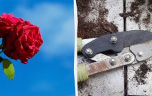 Не всі троянди потрібно обрізати навесні: садівникам розповіли, від чого це залежить