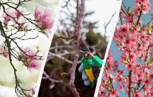 Ці дерева і чагарники не треба обрізати навесні: й нехай так роблять сусіди - це помилка