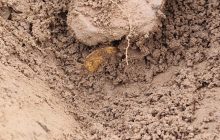 "Знахідка всього життя": у Шотландії любителі виявили колекцію давніх золотих і срібних монет (фото)