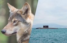Біолог розповів, як вовки навчили людей ефективно знищувати морські судна