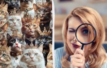 Треба мати очі мисливця, щоб знайти левеня серед котів за 8 секунд: підступна головоломка