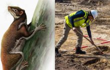 Археологи виявили 62-мільйонні рештки ссавця, який може бути давнім родичем людини