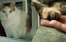 В рационе были кофе и вино: стало известно, сколько лет прожила самая старая кошка