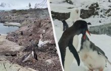 Полярники показали, как сухопутный "наглец" отбирает еду у пингвина (видео)