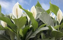 Жіноче щастя цвістиме цілий рік: садівниця назвала три доступні добрива для спатифілуму