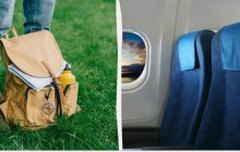 5 ошибок с ручной кладью, из-за которых вас могут не пустить на борт: что нельзя везти