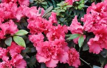 Стоит поторопиться: в оранжерее ботсада Киева вовсю цветут азалии (фоторепортаж, видео)