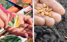 6 причин, по которым ваши семена не прорастают: опытные садоводы объяснили, в чем дело
