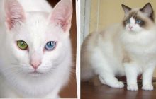 До ста тысяч долларов за пушистика: названы 10 самых дорогих пород кошек в мире