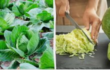 До тонны урожая с одной сотки и никаких вредителей: 5 удачных сортов капусты для засолки