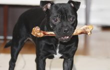 Почему пес прячет кости по всей квартире и как его отучить: 5 простых советов