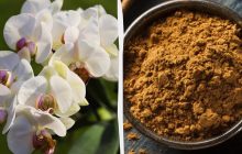 Як "вилікувати" орхідею: експерти назвали помічний засіб, який точно є на вашій кухні