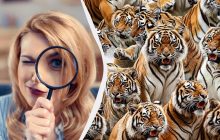 Треба мати зір 10/10, щоб знайти леопарда за 7 секунд: складна головоломка