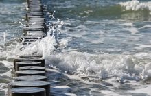 Проблеми з диханням та зором: у Південній Австралії через морську піну гинуть тварини