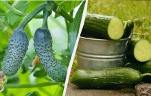 Эти "соседи" - лучшие для огурцов: что стоит посадить возле огуречных грядок