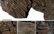 Скам'яніле пір'я стародавнього стерв'ятника ідеально збереглося у вулканічному попелі: розкрито таємницю