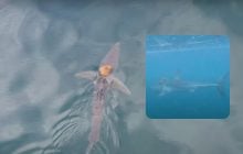 Біля Нової Зеландії зняли дивовижне "акуляче таксі": вчені збентежені (відео)