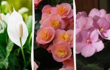 Ці 7 кімнатних рослин квітнуть увесь рік: що посадити для вічної краси в домі