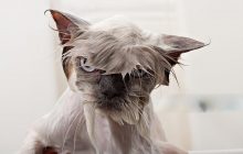 Чому коти так ненавидять купатися: ветеринар пояснила головний страх пухнастиків