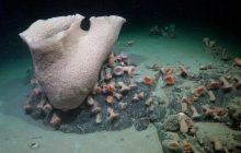 Величезний айсберг відколовся від Антарктиди: вчених вразило те, що вони виявили під ним (фото)