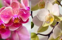 Як часто поливати орхідею, щоб вона цвіла десятиліттями: усі хитрощі садівників
