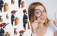 У вас колосальний IQ, якщо можете знайти дивного дятла за 7 секунд: хитра головоломка