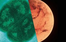 Биолог рассказал о самой "живучей" бактерии: она не боится радиации и космического вакуума