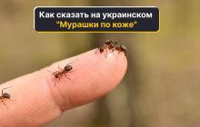 Как сказать на украинском "мурашки по коже": языковед объяснила, какой вариант верный