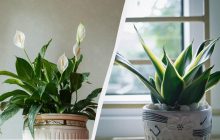 Эти 3 растения очищают воздух и поглощают плесень: больше никакого грибка на стенах