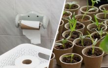Більше не будете купувати дорогі торф'яні стаканчики: ось чим їх замінити (відео)