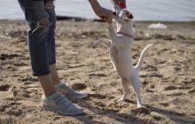 Почему собака так любит лизать лицо своего хозяина: ветеринары назвали основные причины