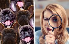 Усі бачать собак, а треба знайти хитрого кота за 6 секунд: чарівна оптична ілюзія