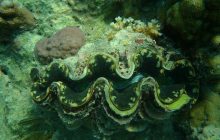 Ученые выяснили, почему морская жизнь стала однообразной после самого массового вымирания