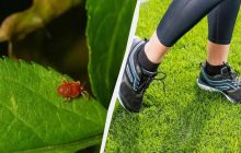 Кліщі навіть на метр до вас не підповзуть: ось що потрібно зробити перед виходом на вулицю