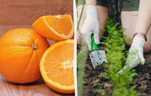 Як використовувати апельсинову кірку у вашому саду: ці поради садівників стануть вам у пригоді