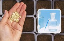 Даже старые и сухие семена дадут богатый урожай: вот в чем их нужно замочить